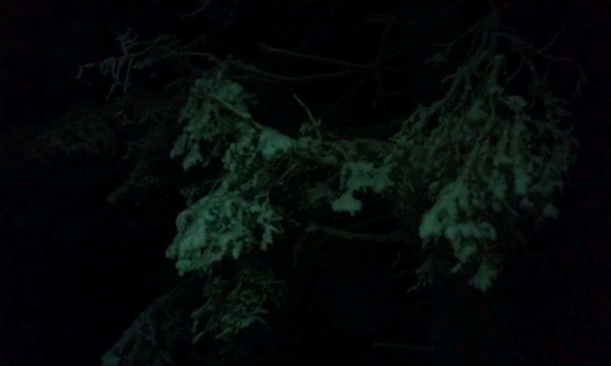 IMAG0368.jpg image