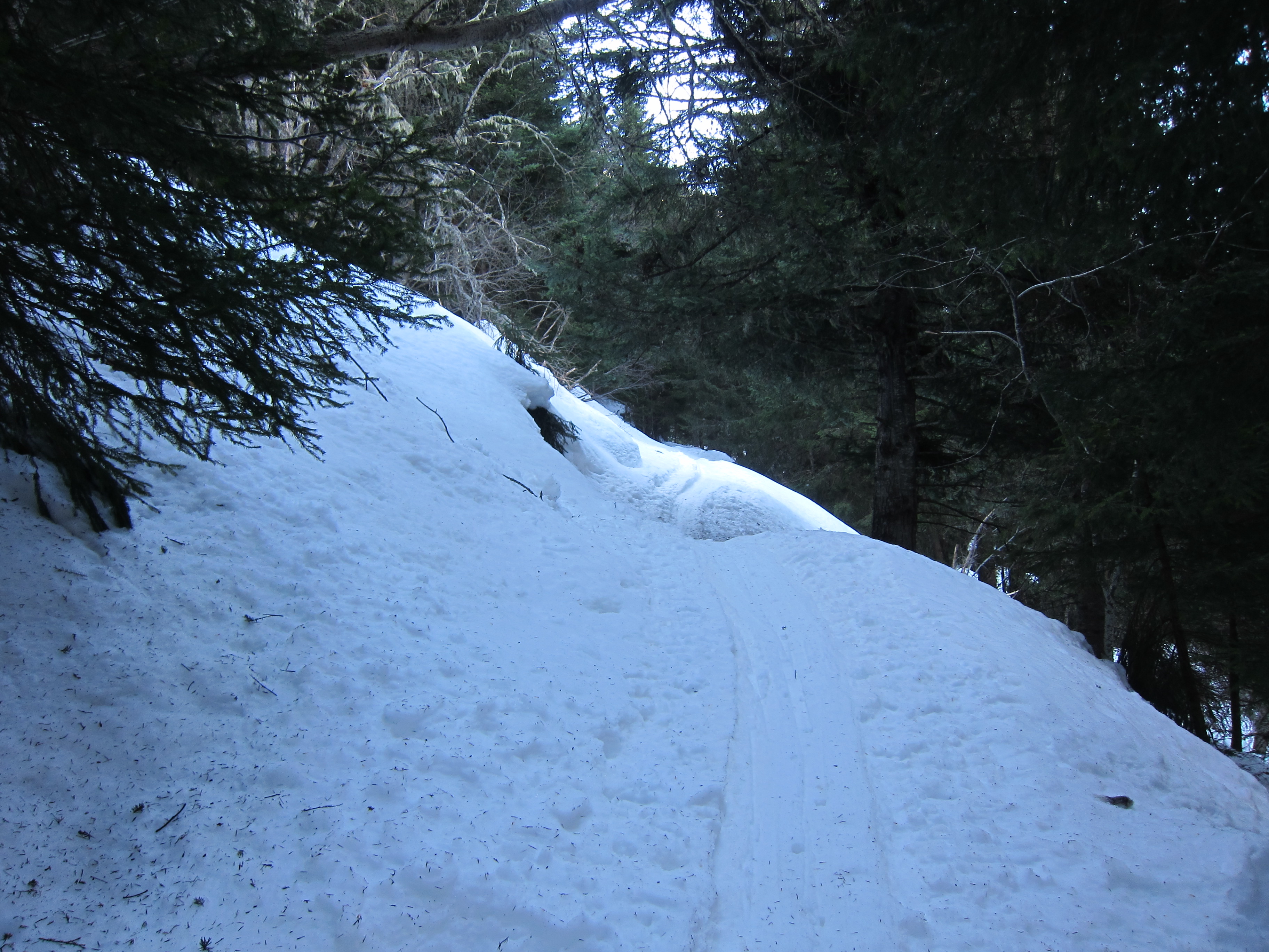 Icy skinning track through the woods.