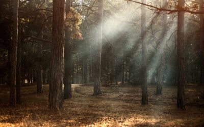 Trees not Tees – planting trees in Scotland